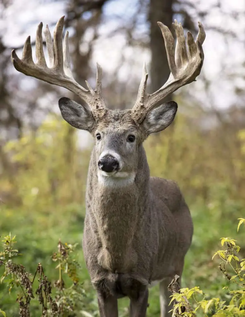 Field score a buck