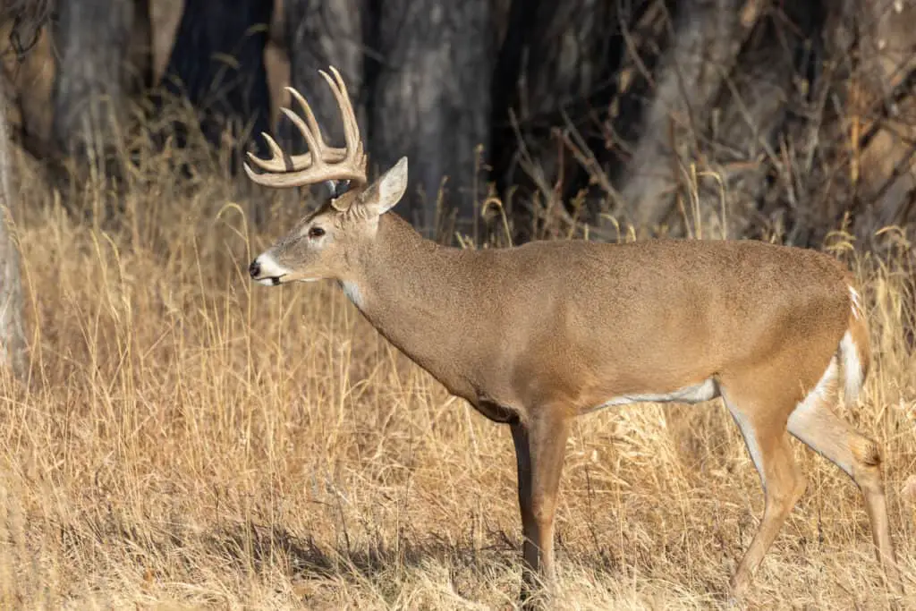 Field score a buck