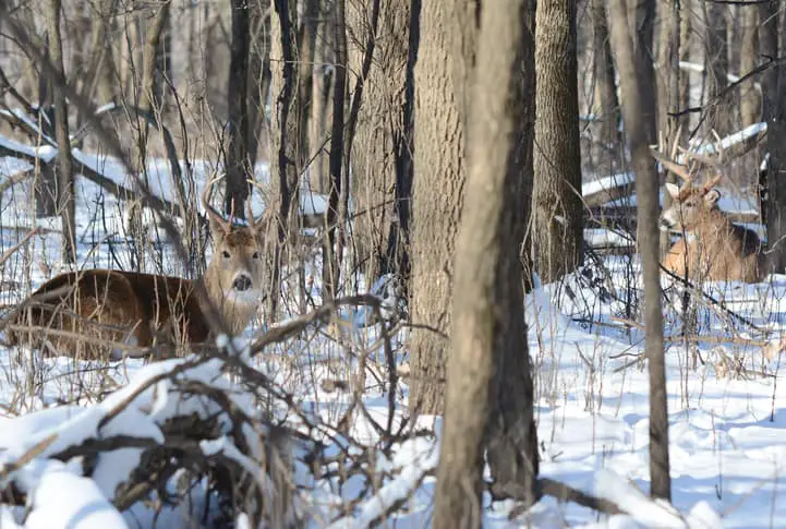 Best wind speed for deer hunting.