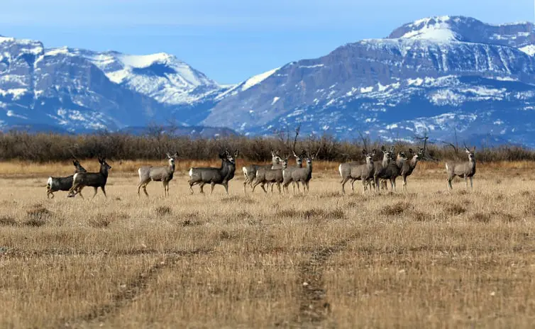 Wind speed for deer hunting