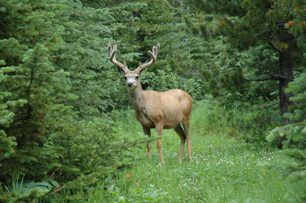 Deer Feed and Deer Hunting Baiting and Debating