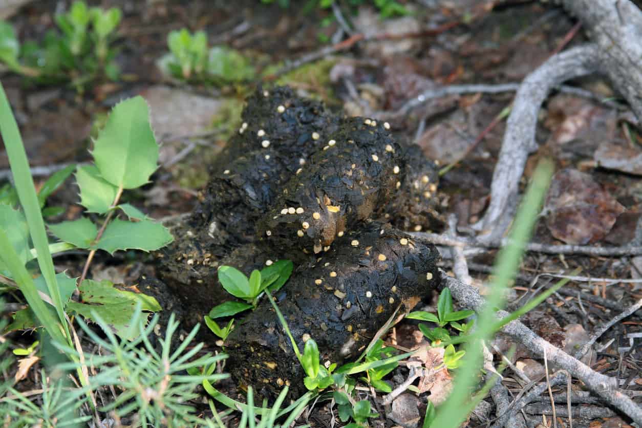 What Does Black Bear Scat Look Like