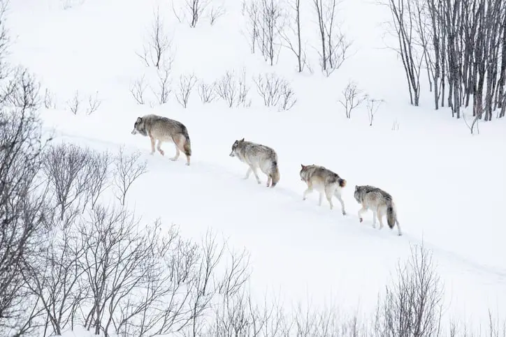 The gray wolf in New York