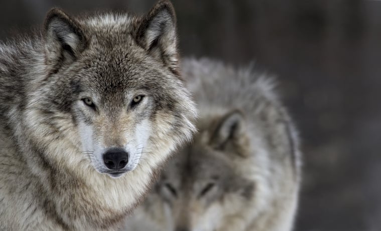 Gray wolf in New York.