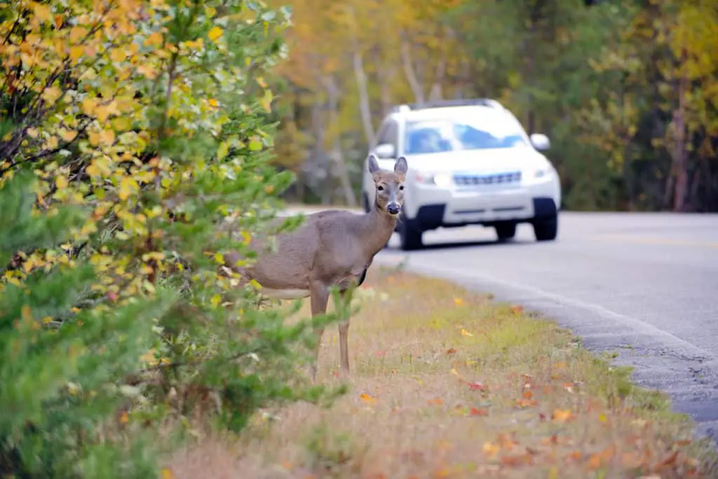 Deer whistles for cars.