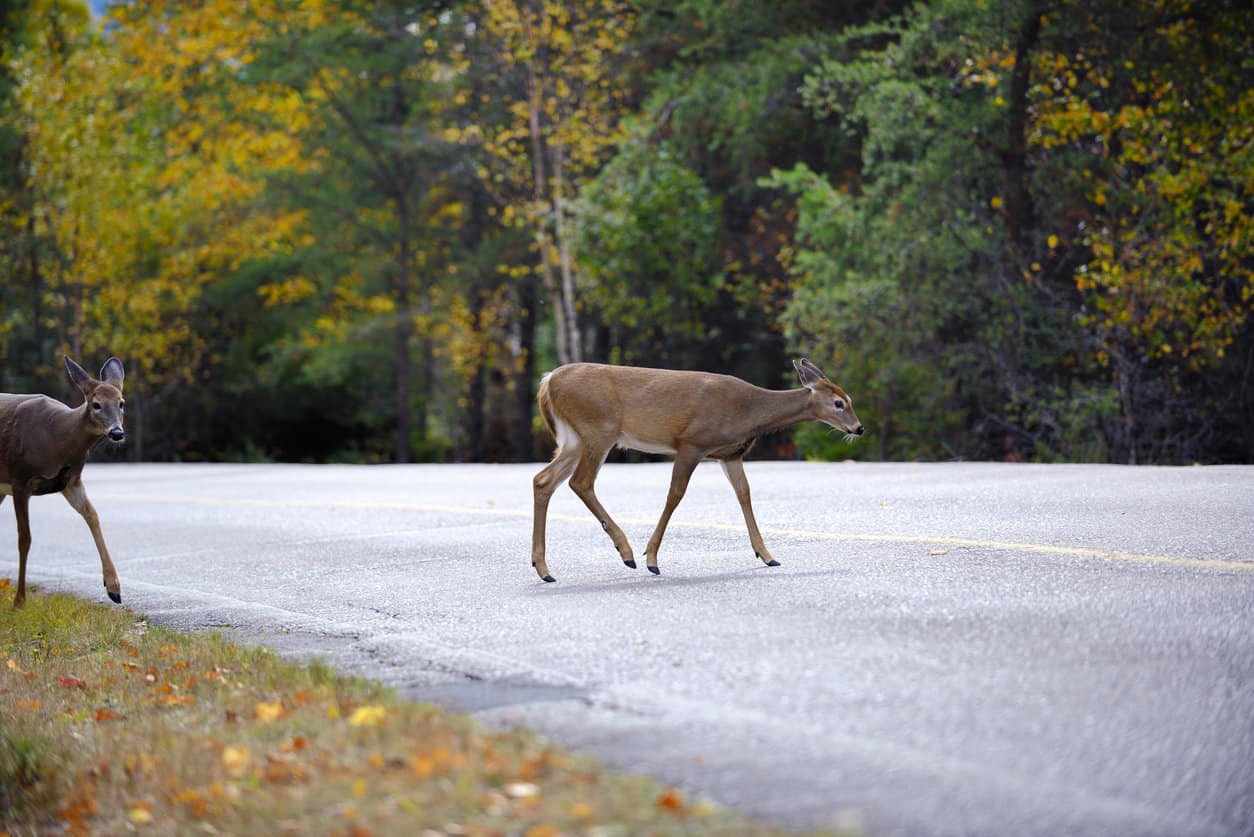 Do Deer Whistles for Cars Work? The Predator Hunter