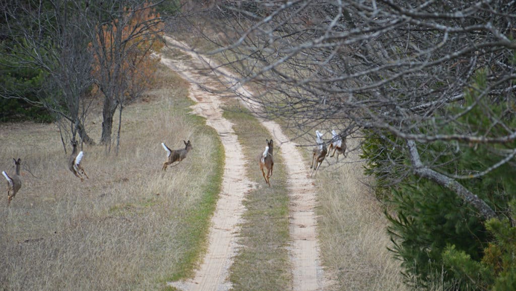 Buck snorts, flagging tails, deer