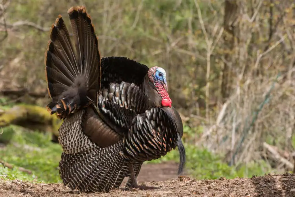 Track an injured turkey