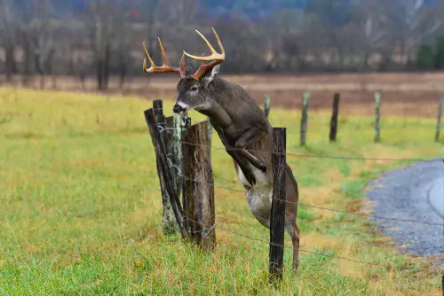 Where to shoot a deer, deer shot placement.
