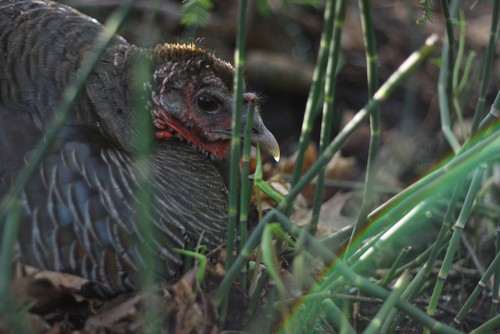 Wild turkey nest