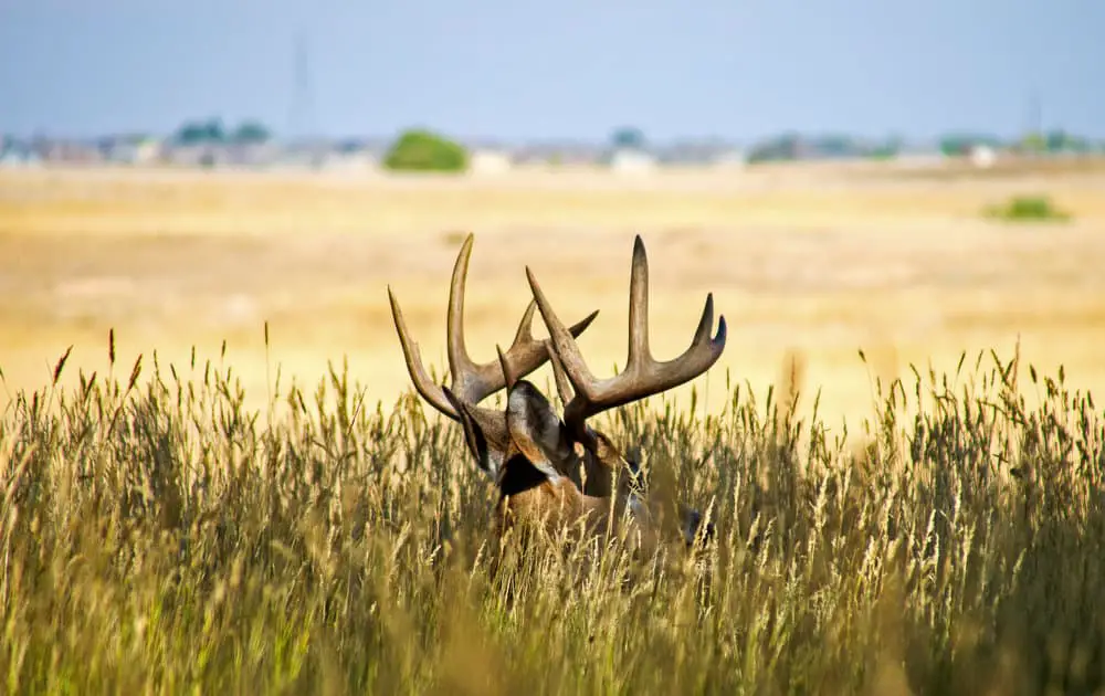 Field judge a buck