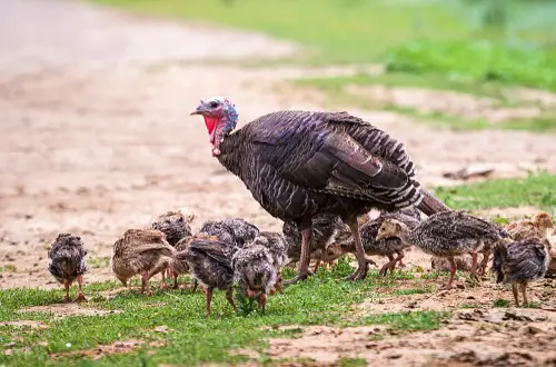 Turkey nests.