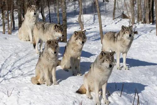 Gray wolf in New York.