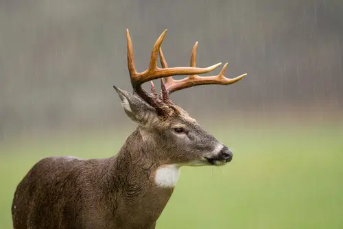 Deer hunting in the rain