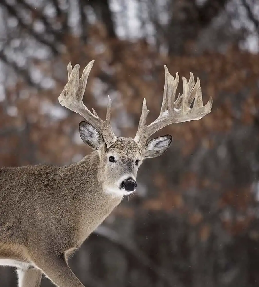 Field score a buck.