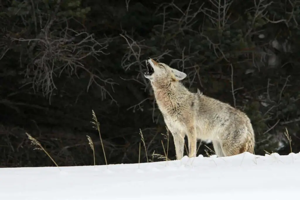 Coyote hunting