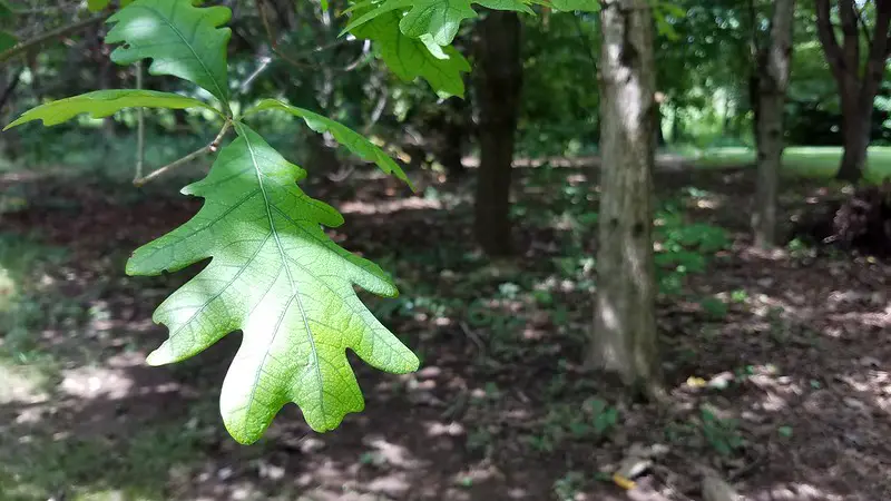 White oak leaves