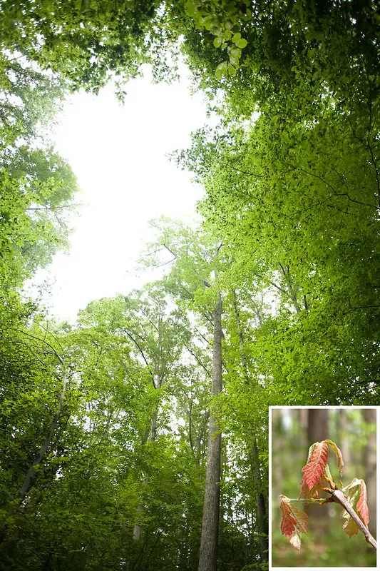 White oak canopy gap