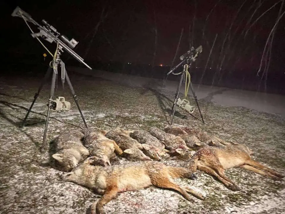 Coyote hunting in strong winds