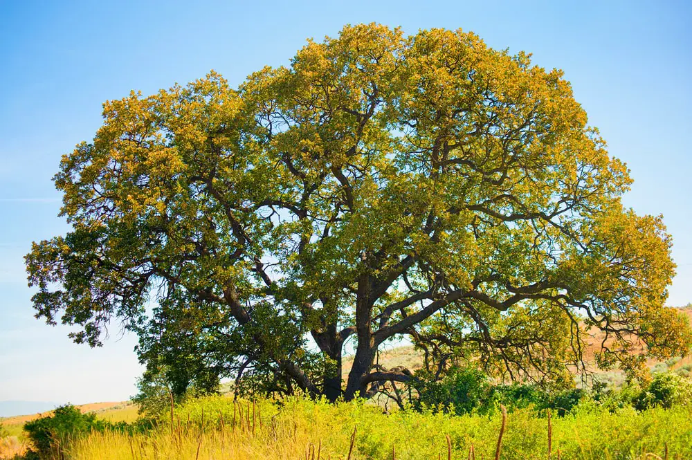 Identify White Oak trees