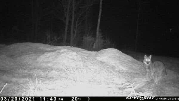 Hunting coyotes with a compost bait pile