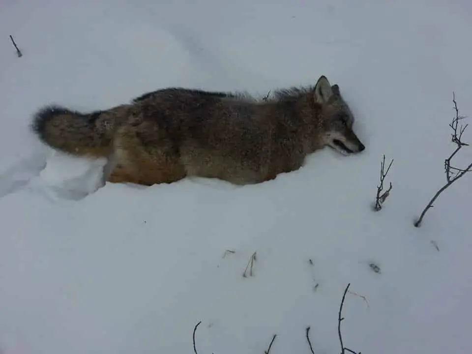 Hunting coyotes, bad weather coyote hunting