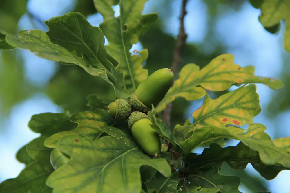 White oak acrons.