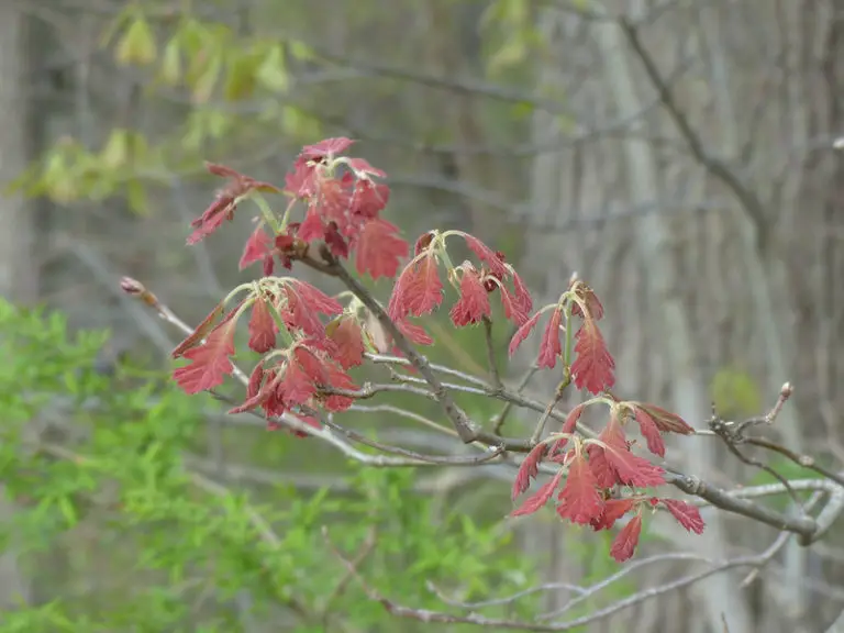 How to Identify White Oak Trees for Deer Hunting