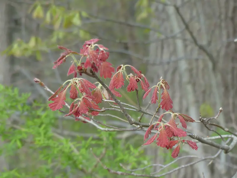 Identify white oak trees in the spring