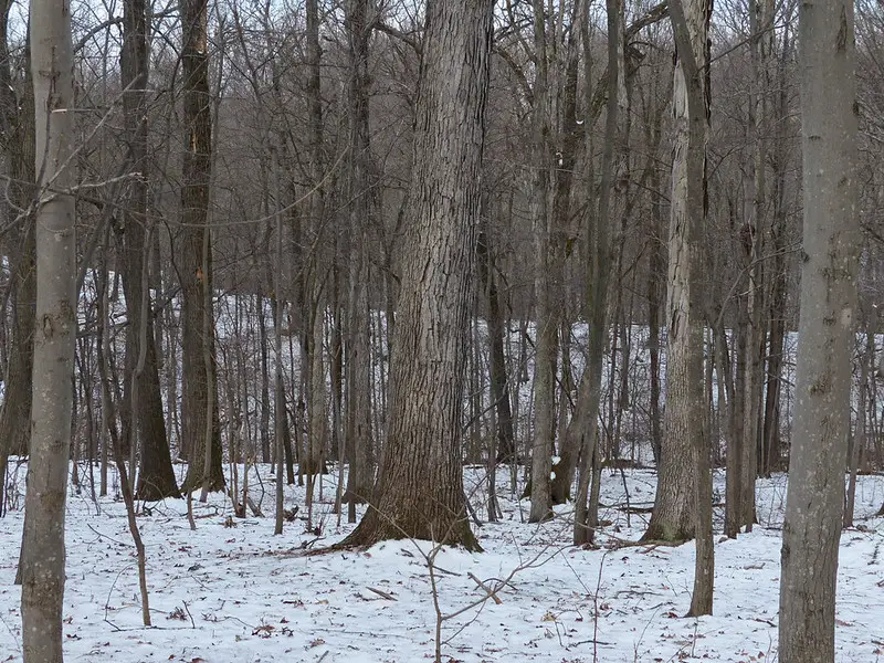 Identify white oak trees