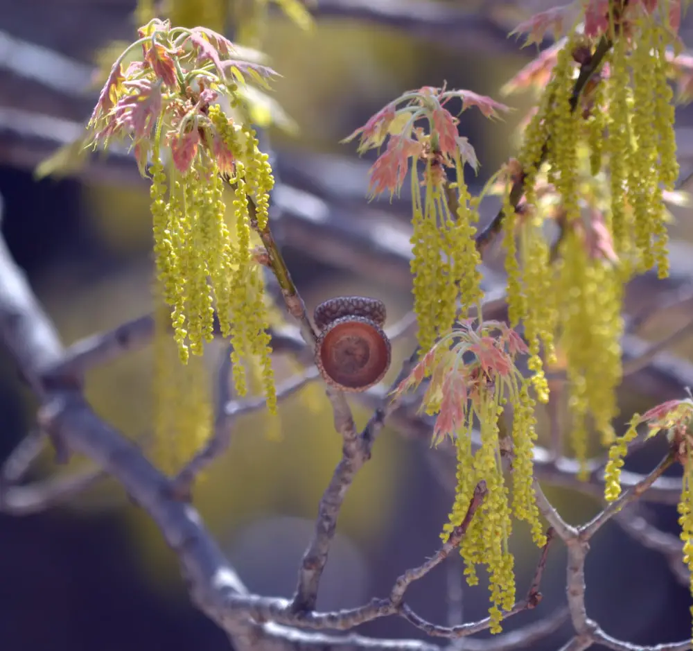 Male white oak catkins