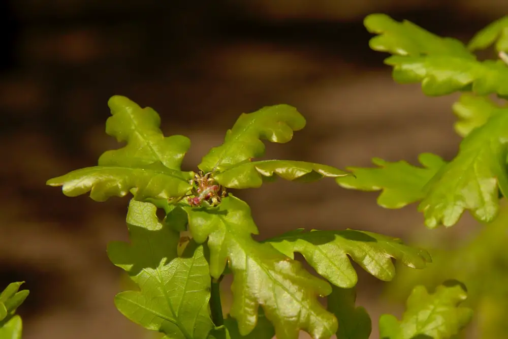 Female white oak flowers.