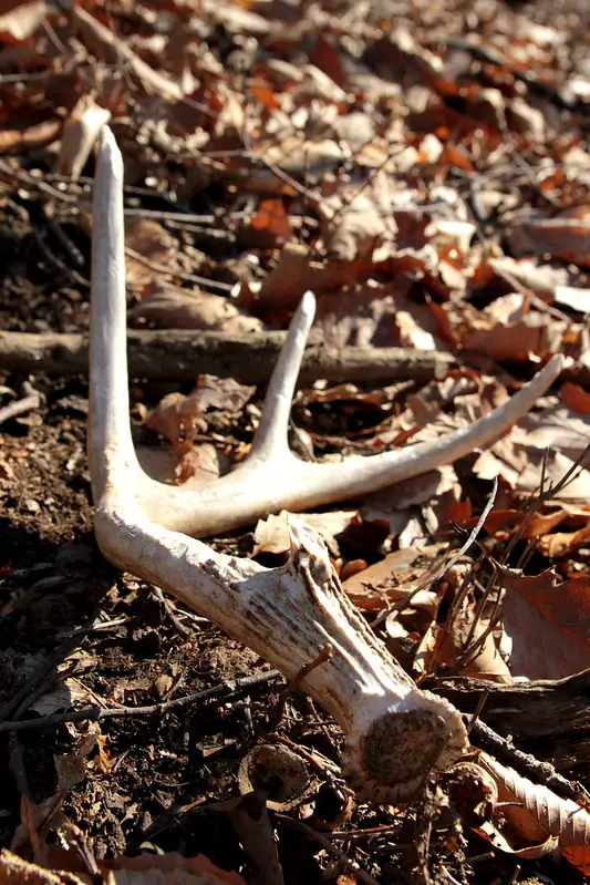 Deer antlers, shed hunting