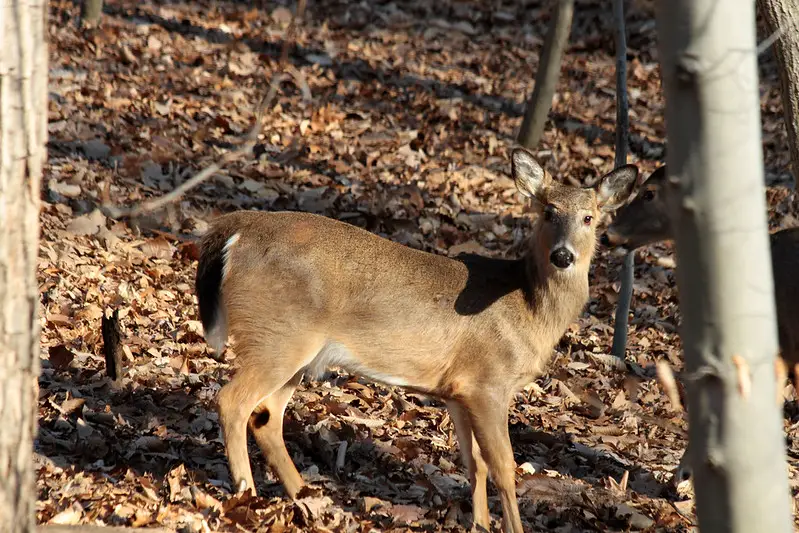 How to call in a doe.