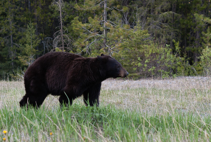Where to shoot a bear, bear aiming point