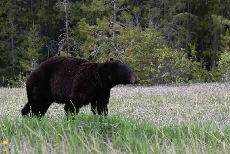 Where to Shoot a Bear with a Rifle or Bow