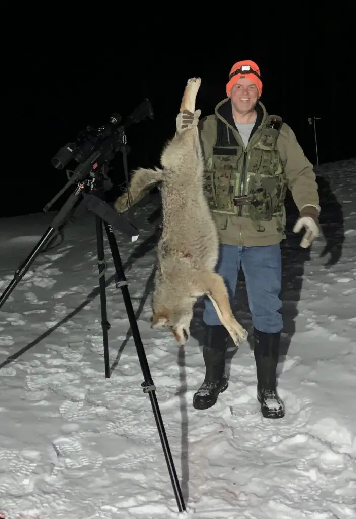 Hunting coyotes at night