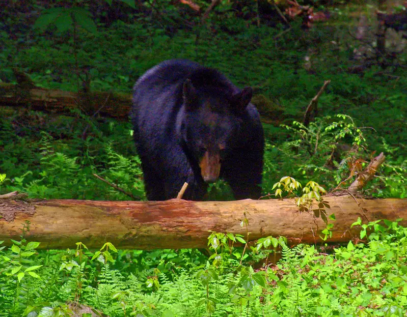 Bear shot placement