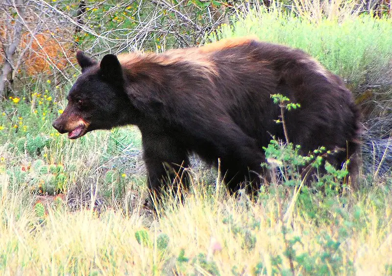 Black bears dangerous