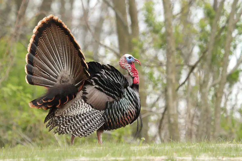 Turkey decoys, how to use turkey decoys