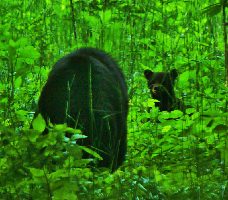 Black bears with cubs dangerous.