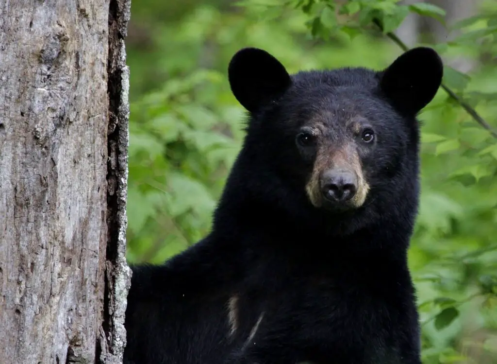 Black bear hunting