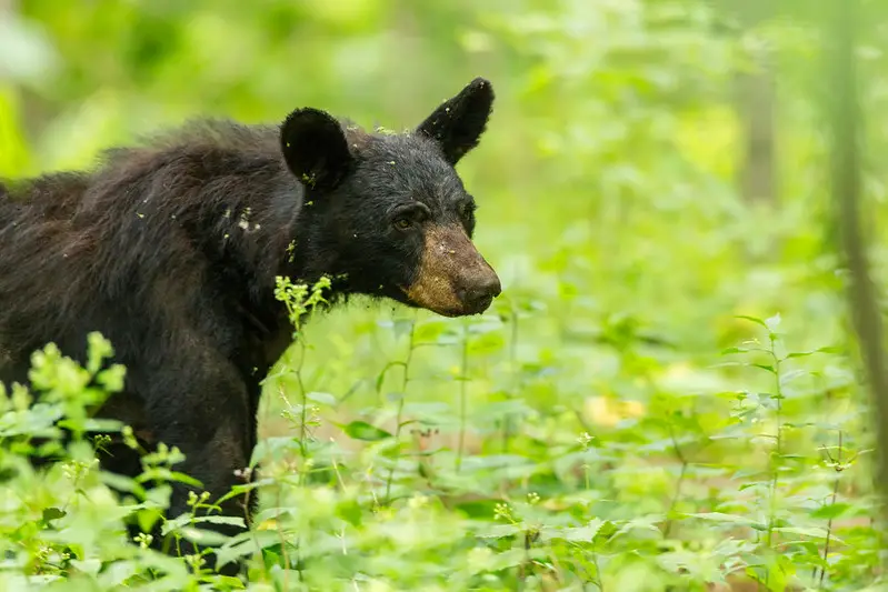 Black bear hunting