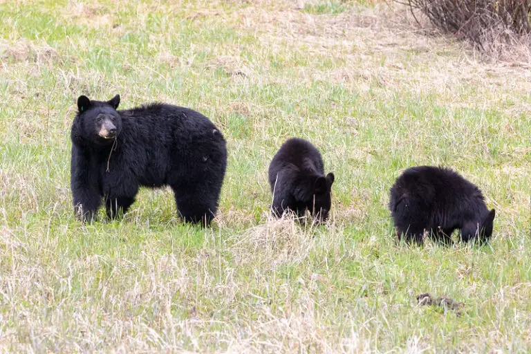 Are Black Bears Dangerous? - The Predator Hunter