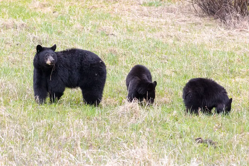 Are black bears dangerous