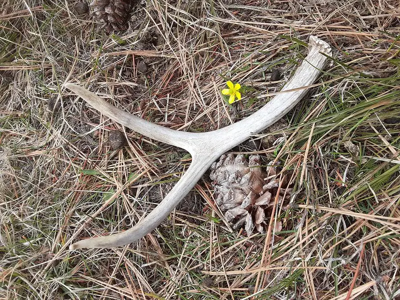 Deer antlers