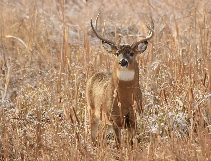 How to use a deer decoy