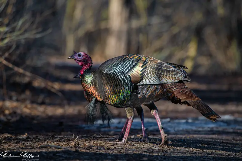 Where to aim when shooting turkeys.