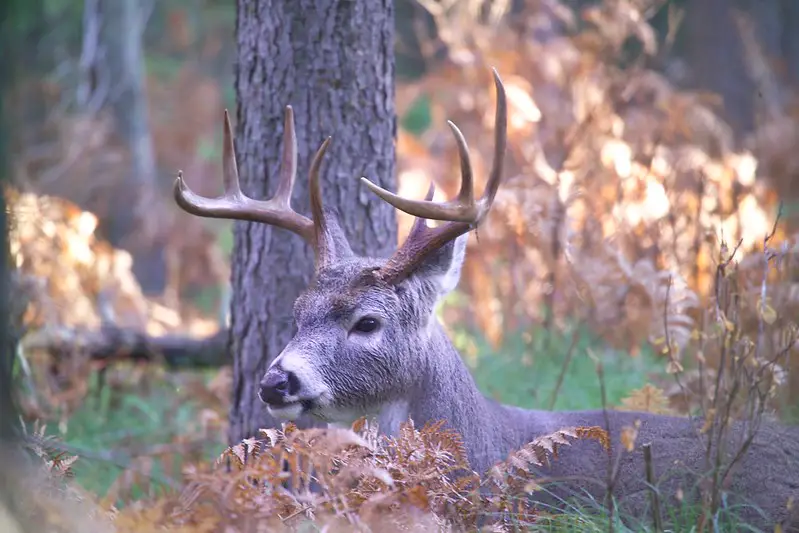 Deer decoys