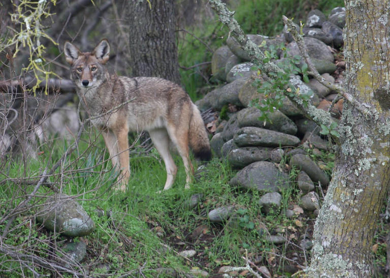 Hunting coyotes in washington